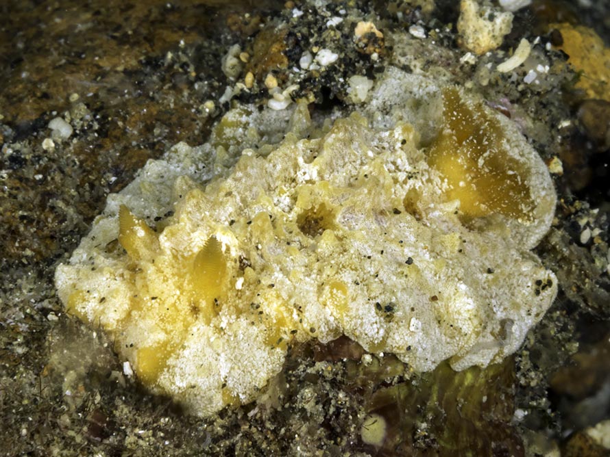 Discodorid sp. 5